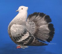 Shahjahan, 9 x 10 Inch, Acrylic on Card Board, Pigeon Painting, AC-SHJ-032